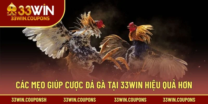 Các mẹo giúp cược đá gà tại 33win hiệu quả hơn