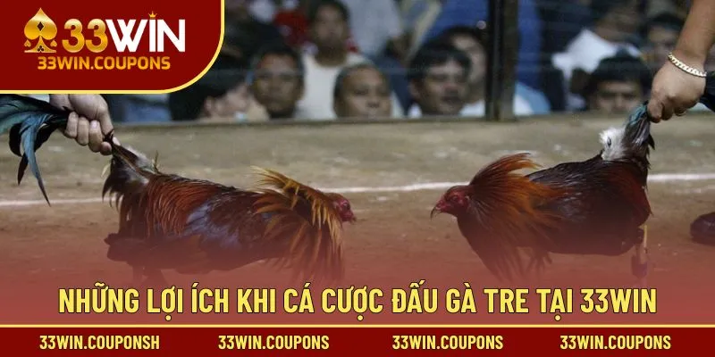 Những lợi ích khi cá cược đấu gà tre tại 33WIN
