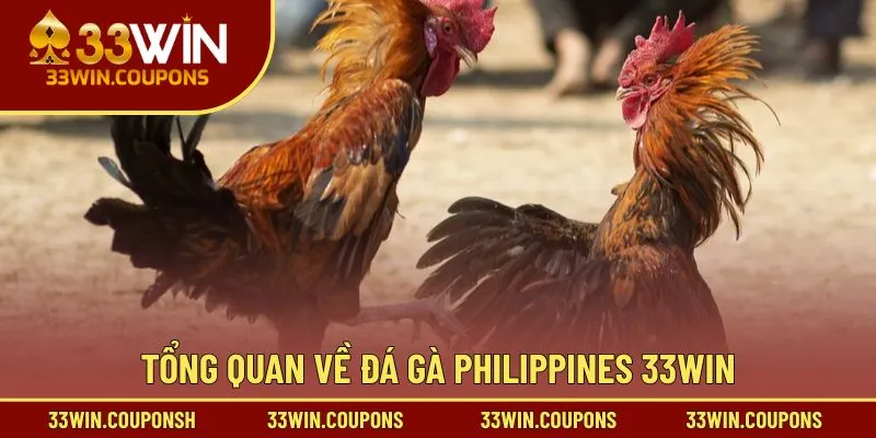 Tổng quan về đá gà Philippines 33WIN